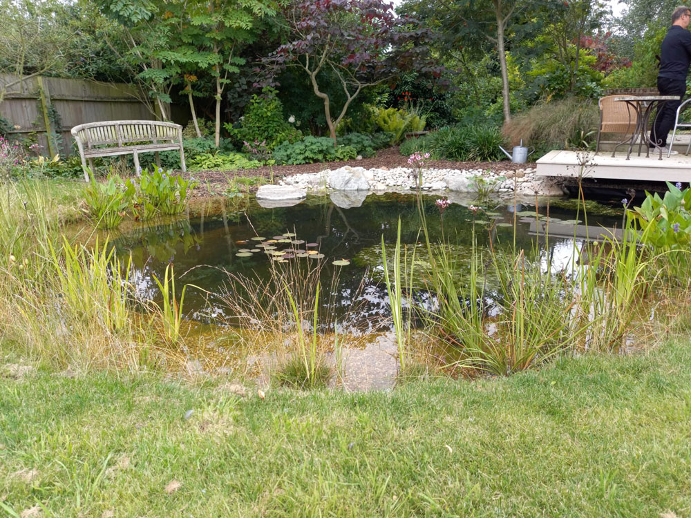 wildlife pond with grassy surround and marginal planting