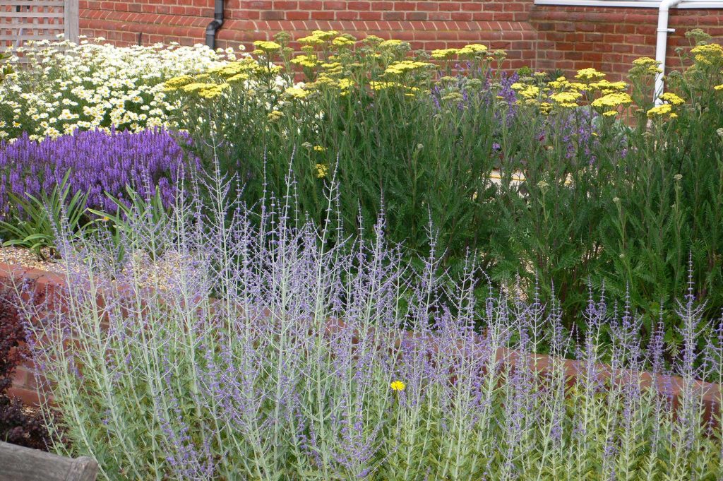 young plants are a good choice for anyone landscaping on a tight budget. Picture shows a richly planted herbaceous border grown from 9cm plants