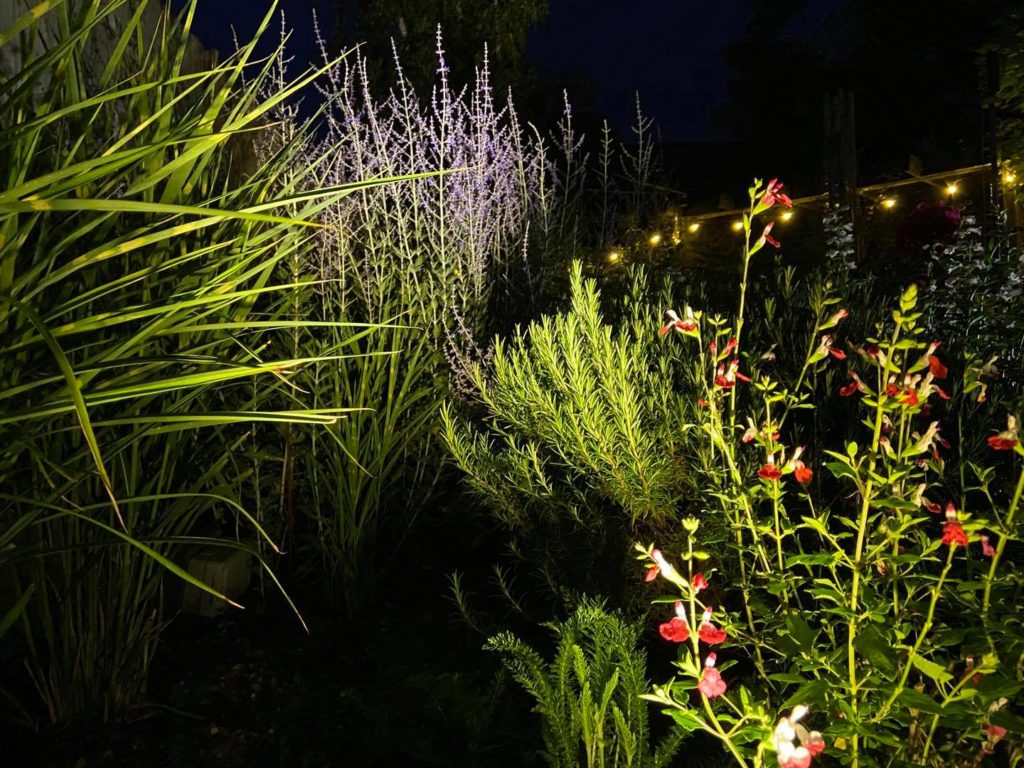 selection of garden plants picked with lighting effects