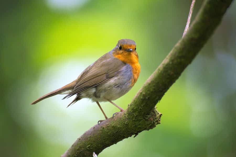robin visiting a winter wildlife garden