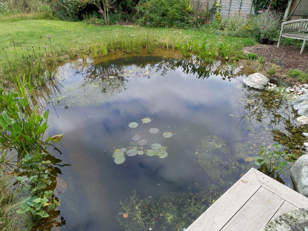 wildlife pond with young waterlilies