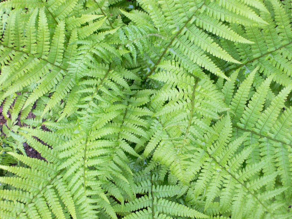beautiful outdoor fern with delicate fronds