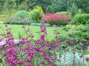 country style garden with plants in shades of purple, pink and grey