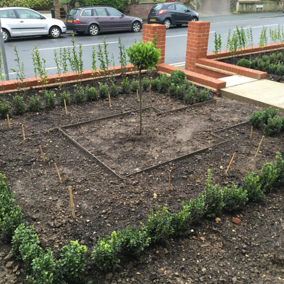 square planting bed surrounded by young buxus plants