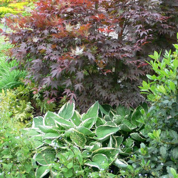 mixed foliage herbaceous plants and shrubs