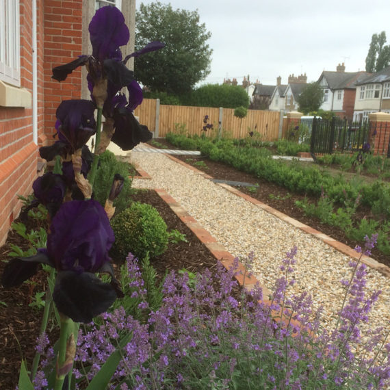 pretty garden with gravel path and beautiful purple iris in the foreground