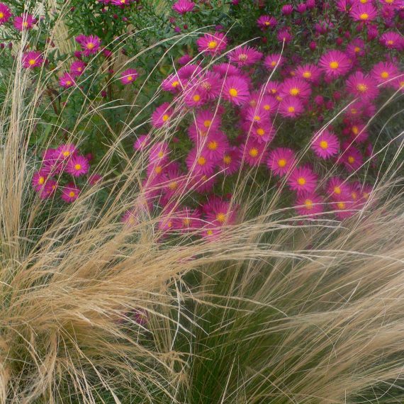 ornamental grasses with asters