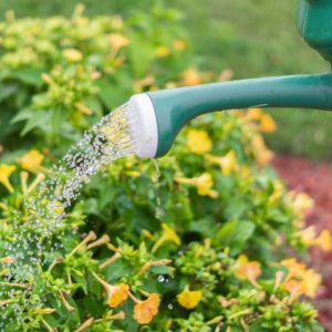 watering the garden in summer