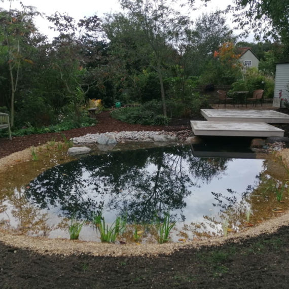 partially landscaped wildlife pond in tiptree with overhanging deck and young marginal plants