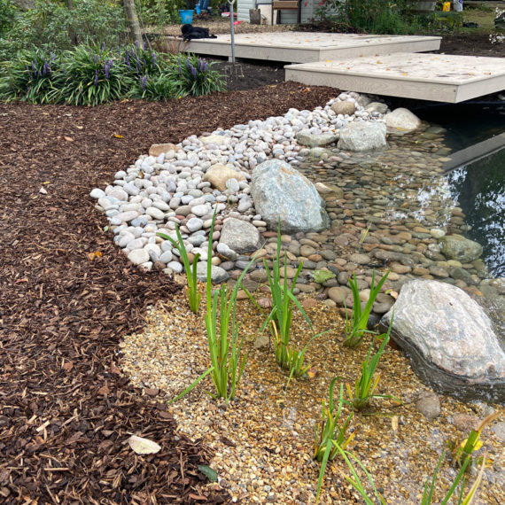 marginal plants established in shingle banks of a newly created pond