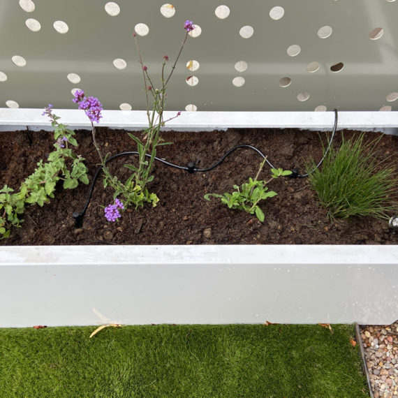 white rectangular planter with young plants and irrigation system