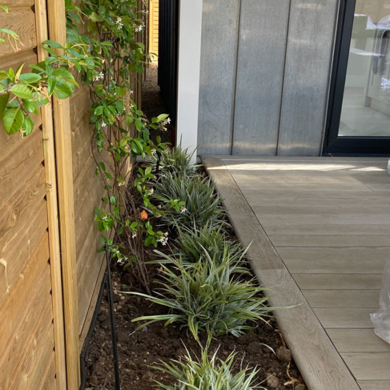 ornamental sedge plants between white decking and timber fence with clematis