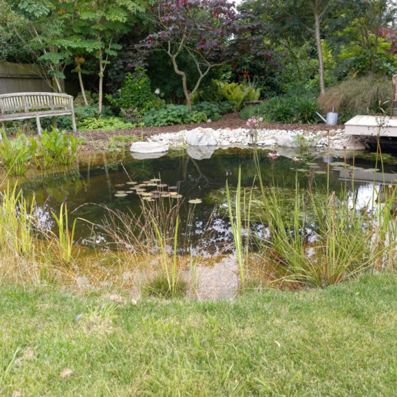 maturing wildlife pond in a meadow with water lillies and exhuberant marginal plants