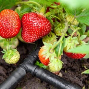 strawberry plant growing beside drip irrigation system