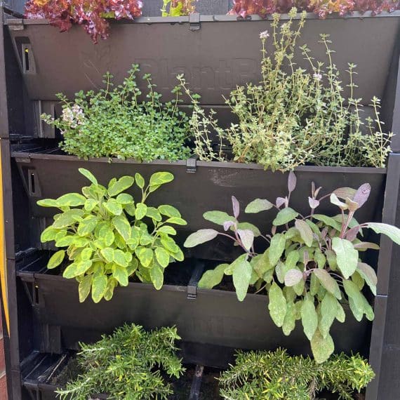 living wall planted with a selection of herbs