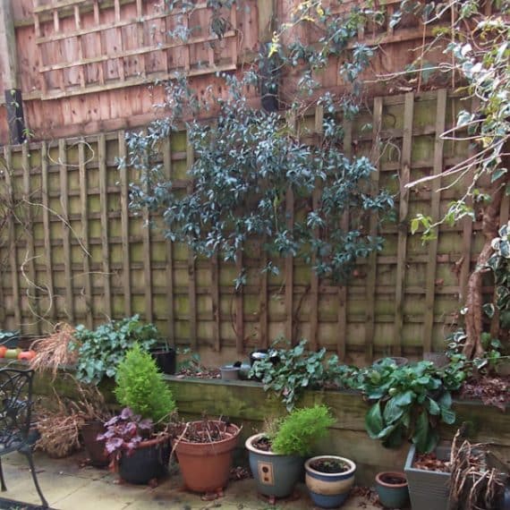 small garden with wooden trellis on boundary wall